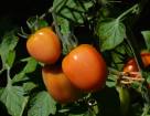 Выращивание томата в пленочных теплицах