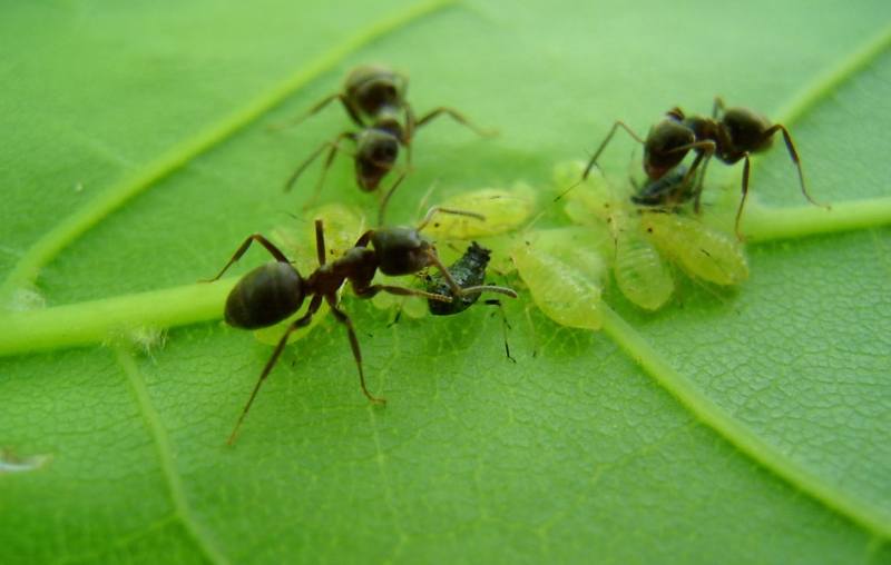 Бахчевая тля и муравьи