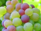 Целебные свойства винограда