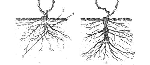 развитие корней винограда при вегетативном размножении черенками разной длины