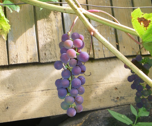 гроздь винограда