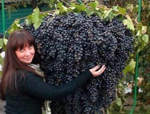 самый крупная гроздь винограда