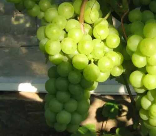 виноград Алма-Атинский