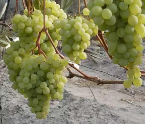 виноград Богатырский