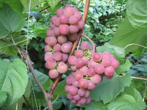 виноград Гибрид 8-32