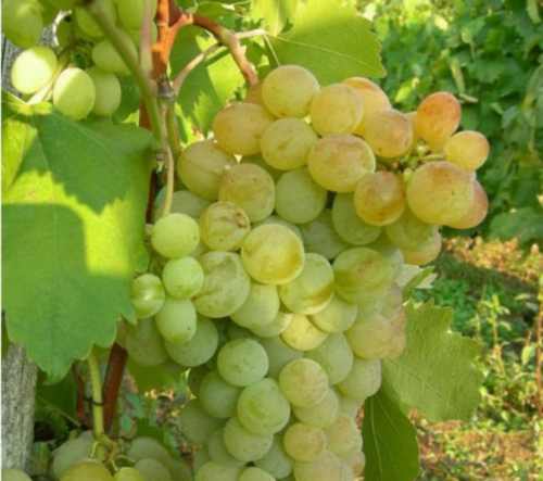 виноград Демир капия