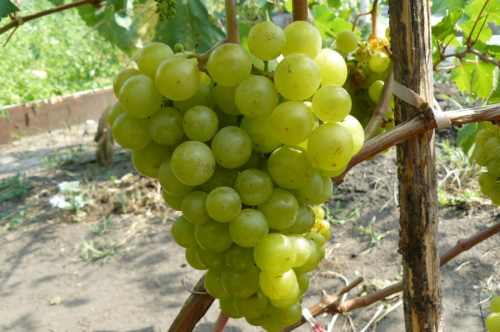 виноград жемчуг Саба