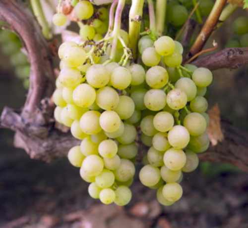 виноград Киевский белый