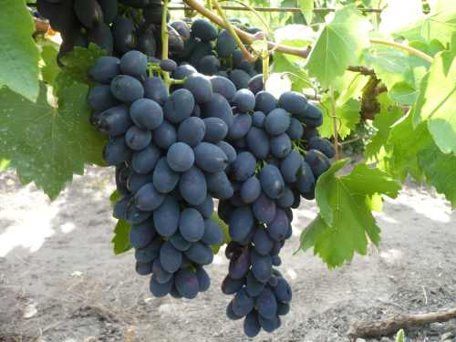 виноград Кодрянка