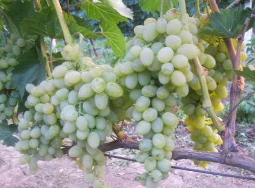виноград Крымская жемчужина