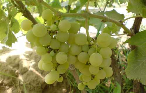 виноград Маленгр ранний