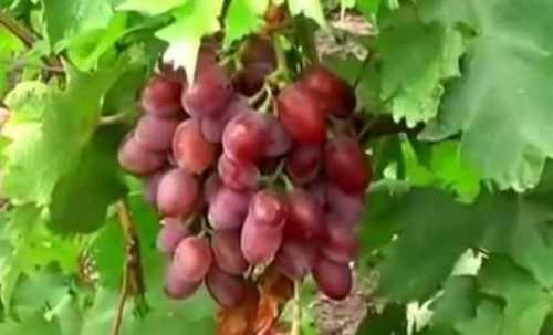 виноград Малиновый