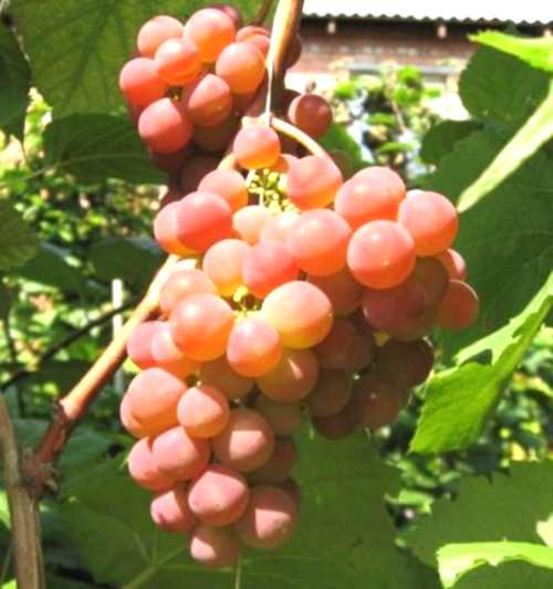 виноград Минский розовый