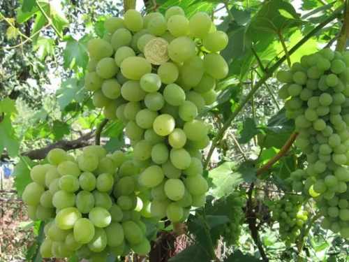 виноград Плевен