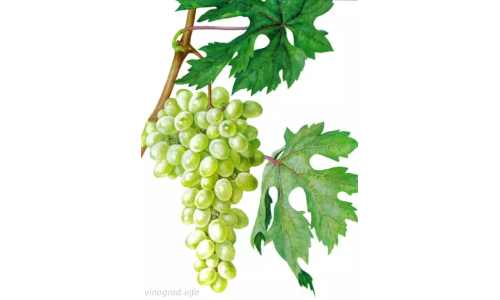 виноград Ранний Вира