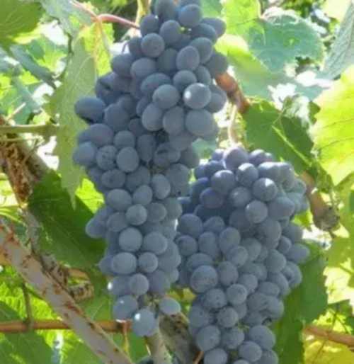 виноград Ранний сюрприз