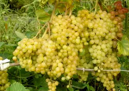 виноград Сверхранний бессемянный