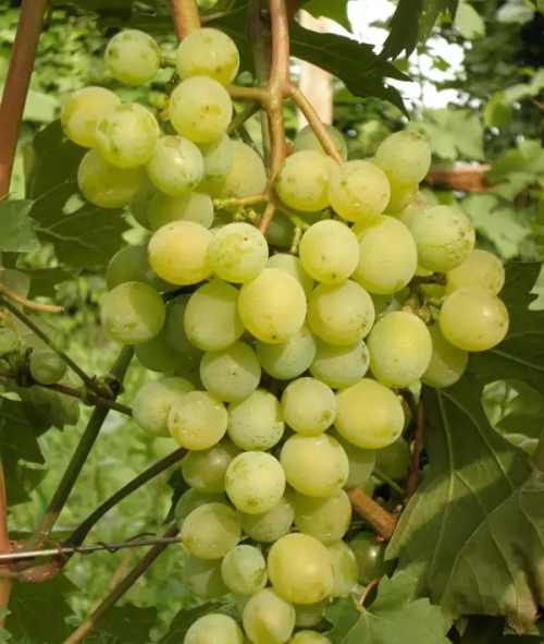виноград Северный ранний
