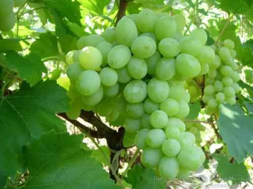 виноград Сенека