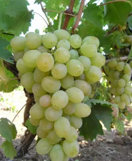 виноград Супер ран Болгар