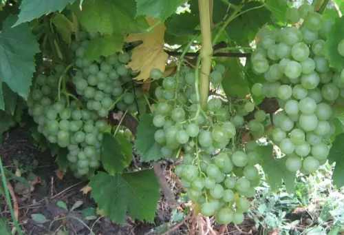виноград Тамбовский белый