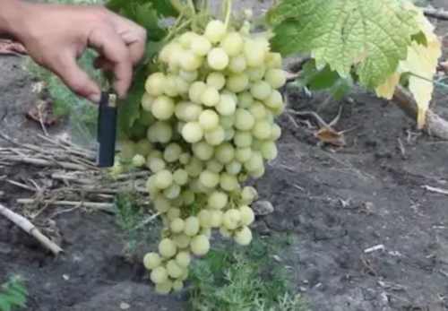 виноград Тур Хейурдал