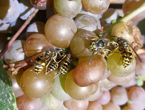 осы и шершни на винограднике