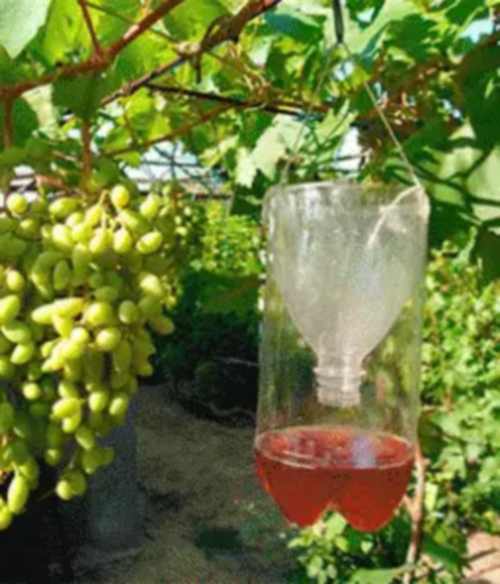 ловушка для ос на винограднике