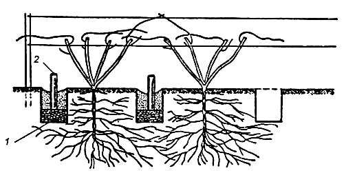 Схема размещения вертикальных дренажей для поливов и подкормок кустов винограда